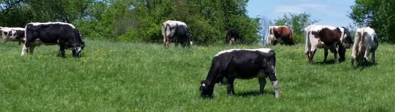 Home Page - American Lineback Cattle Registry